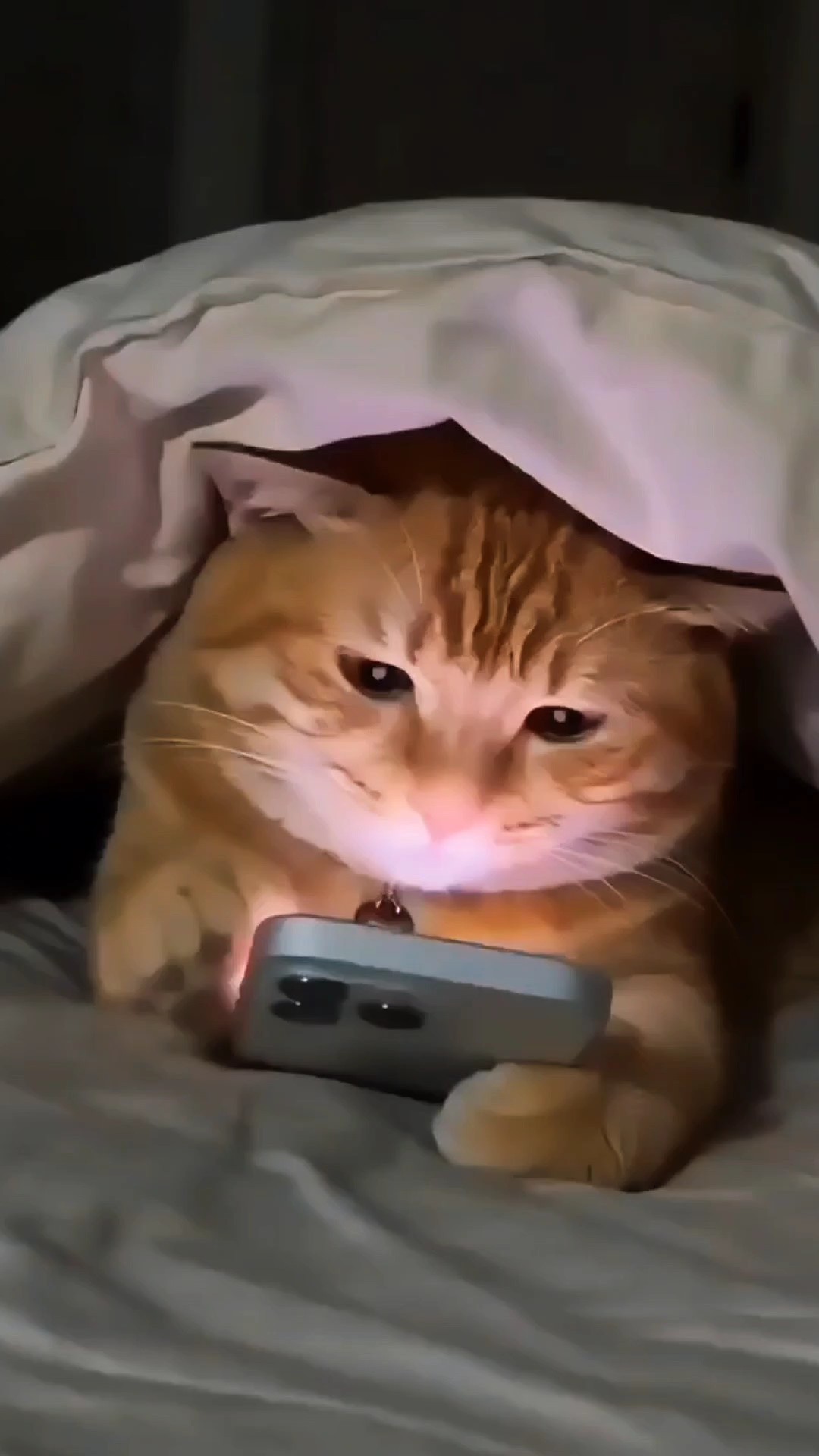 Telepon Kucing