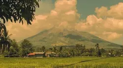 MAYON