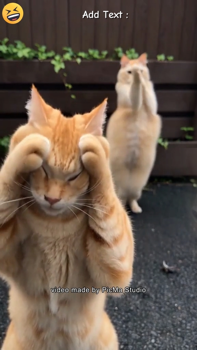 Cat Trend aaa 