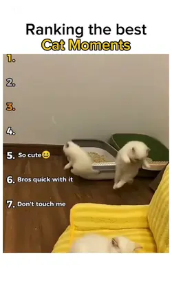 Cat moments