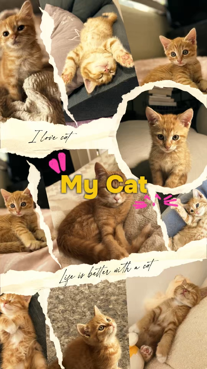 Mi gato es lindo 