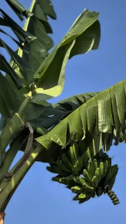 KASIH ABA-ABA