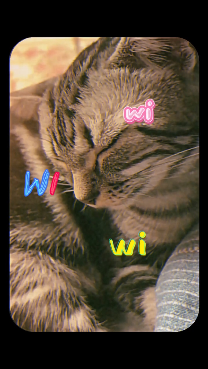kucing wiwi