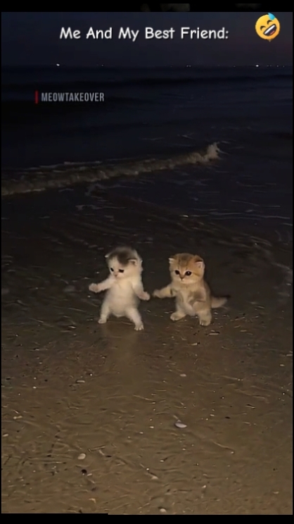 Süße Katze