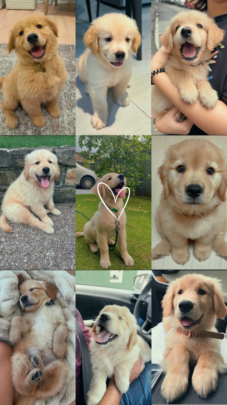 Lindo Perro