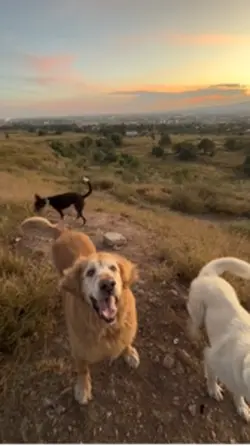 HIKING WITH DOGS