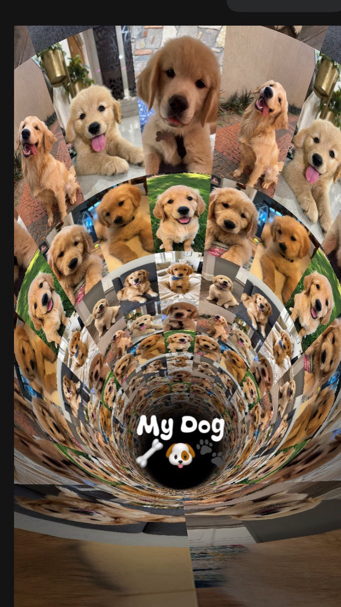 My Dog