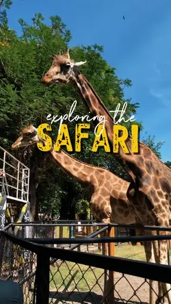SAFARI VLOG