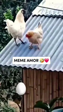 meme casal