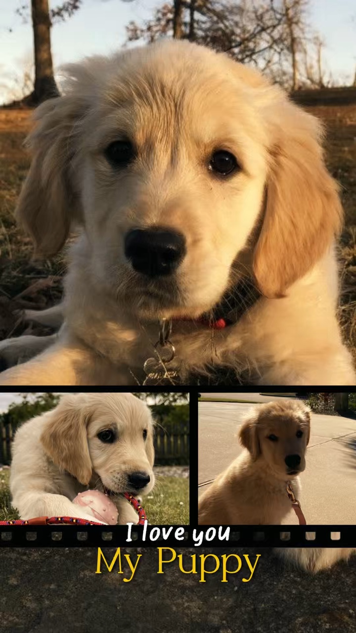 My puppy template 