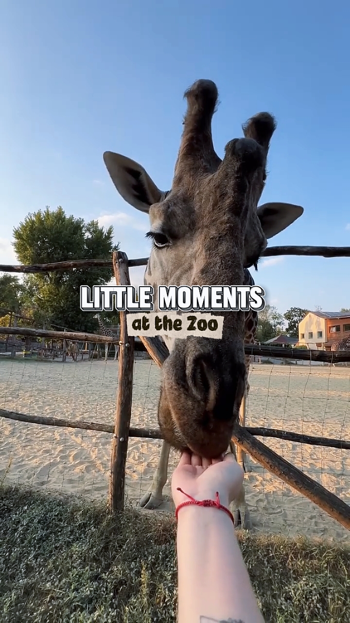 Mini vlog zoo