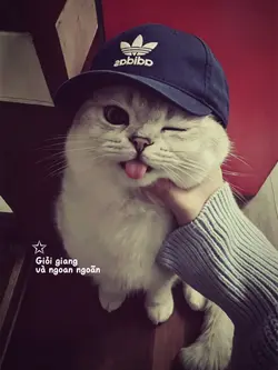 MẪU LYRICS STORY MÀU