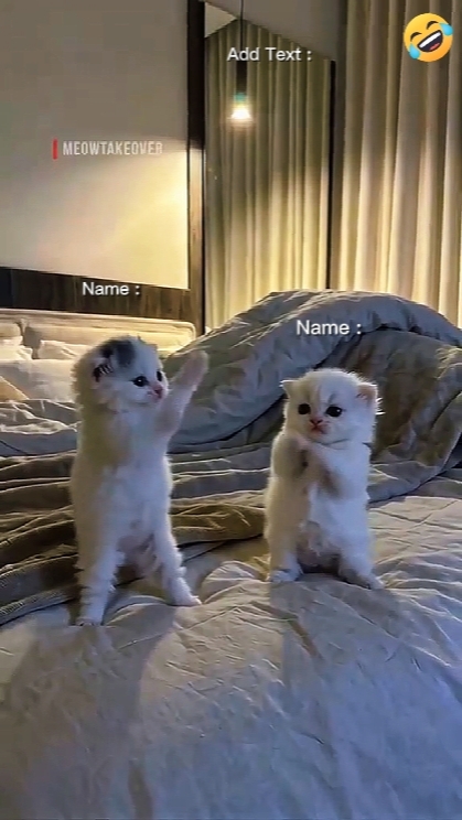 Kucing lucu