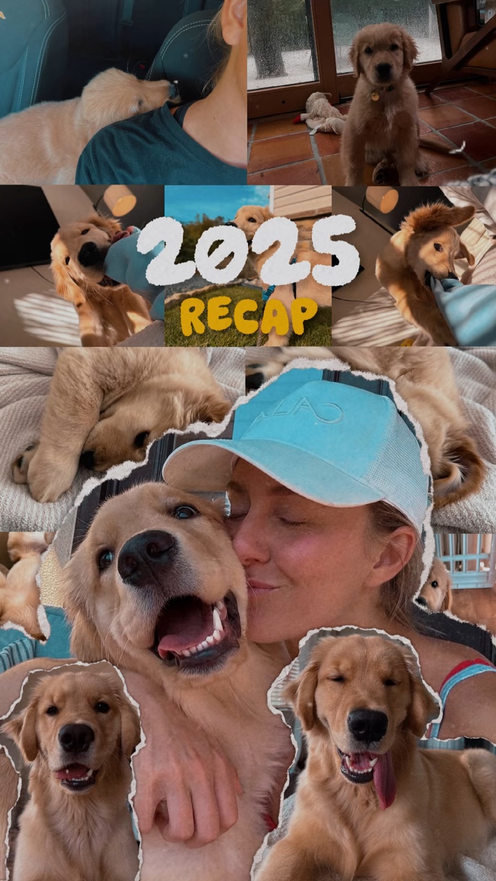 Récapitulatif des chiens 2025🔥✨