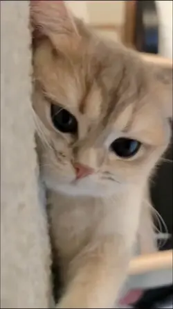 sound kucing lucu