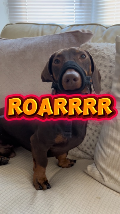 ben gaddar bir köpeğim