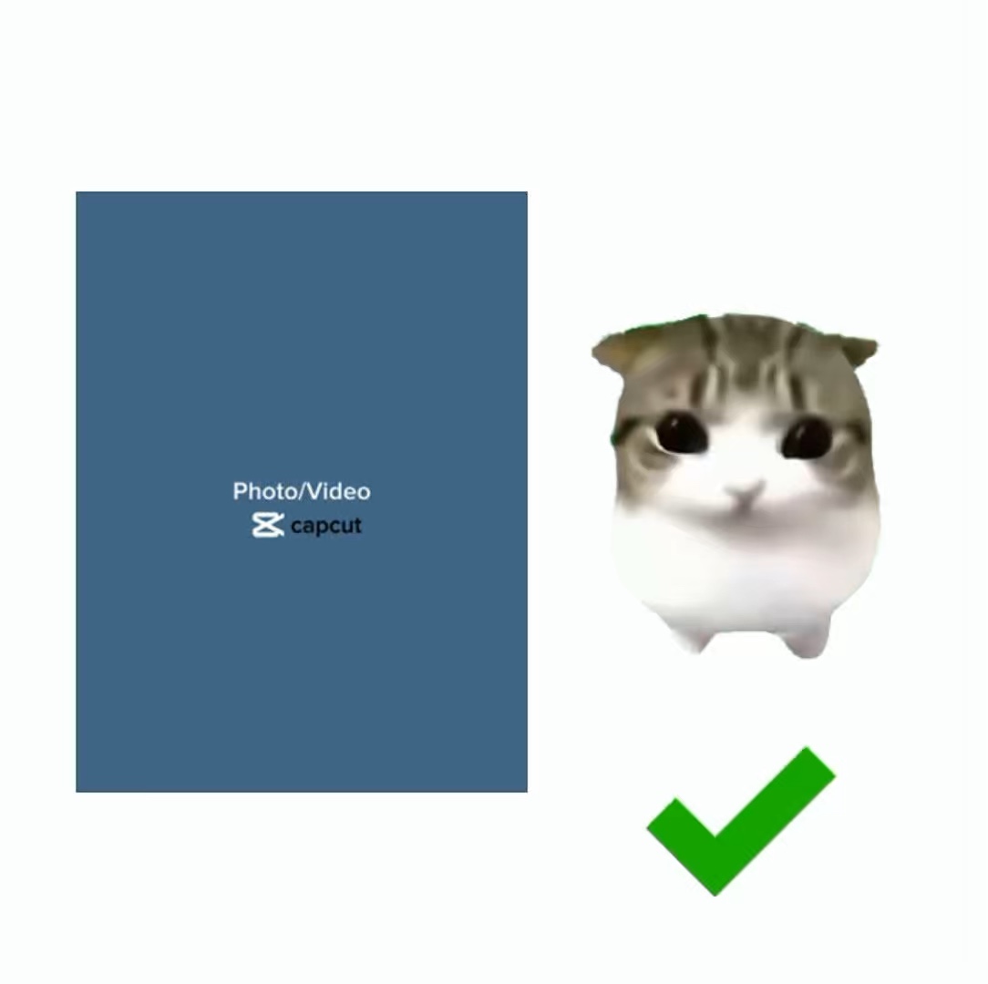 담담 디디 고양이