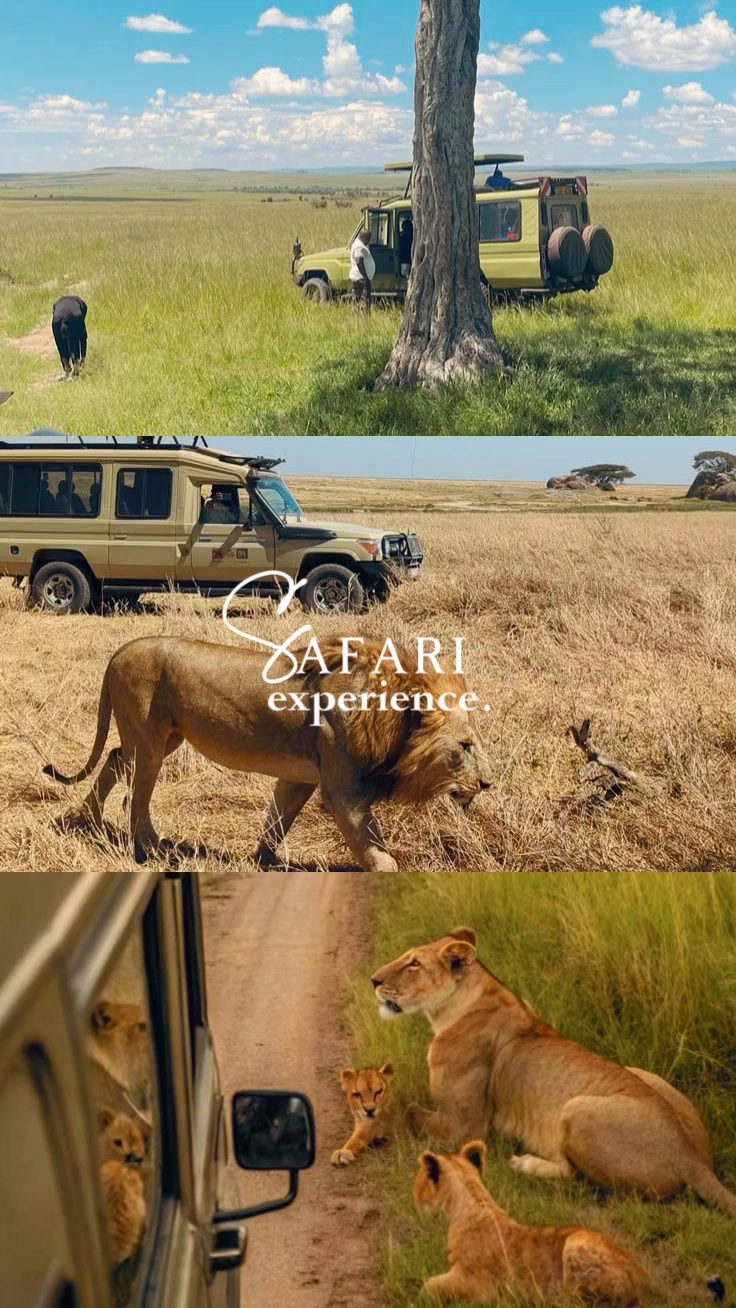 pengalaman safari