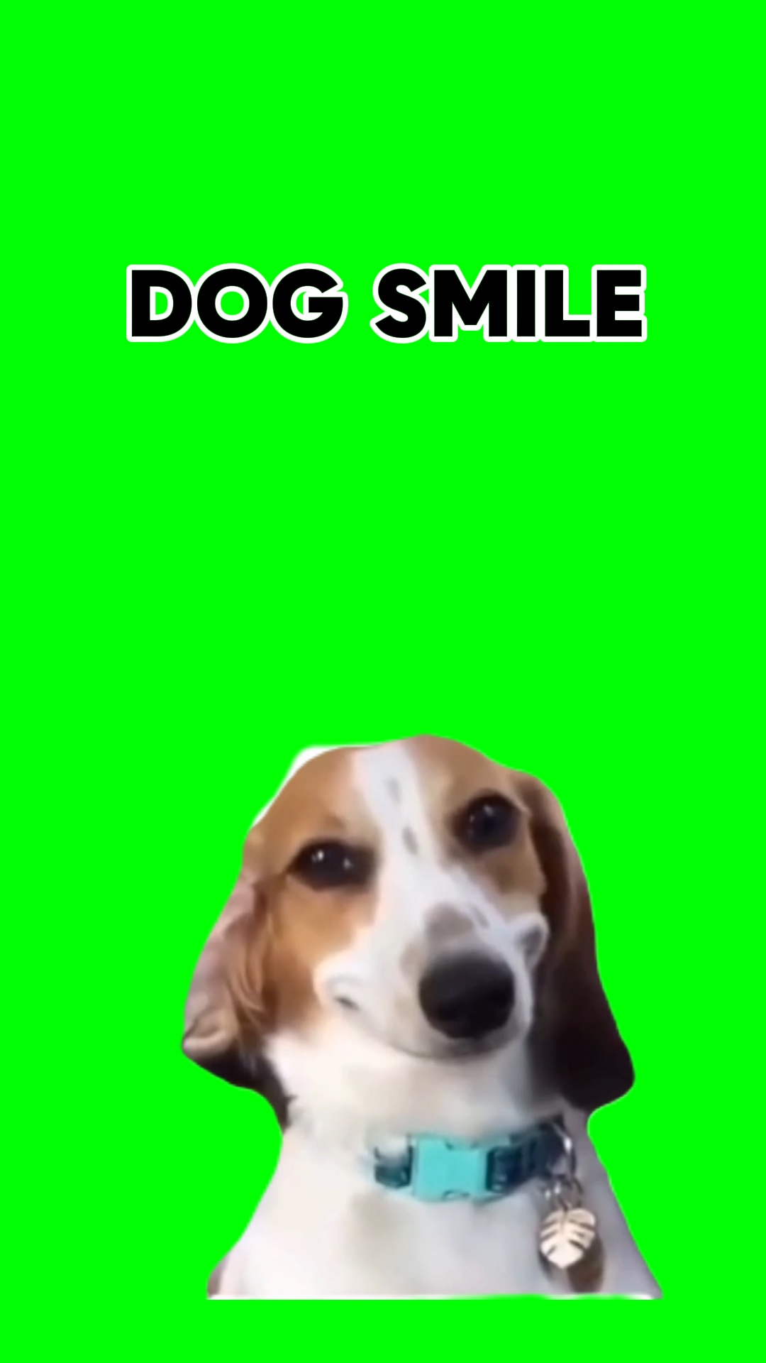 HUND LÄCHELN
