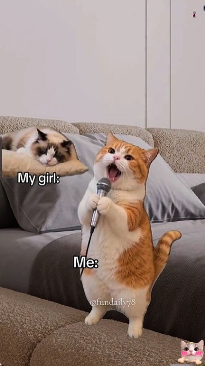 재미있는 고양이