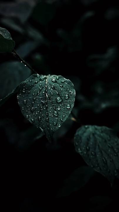 Cinematic Nature 