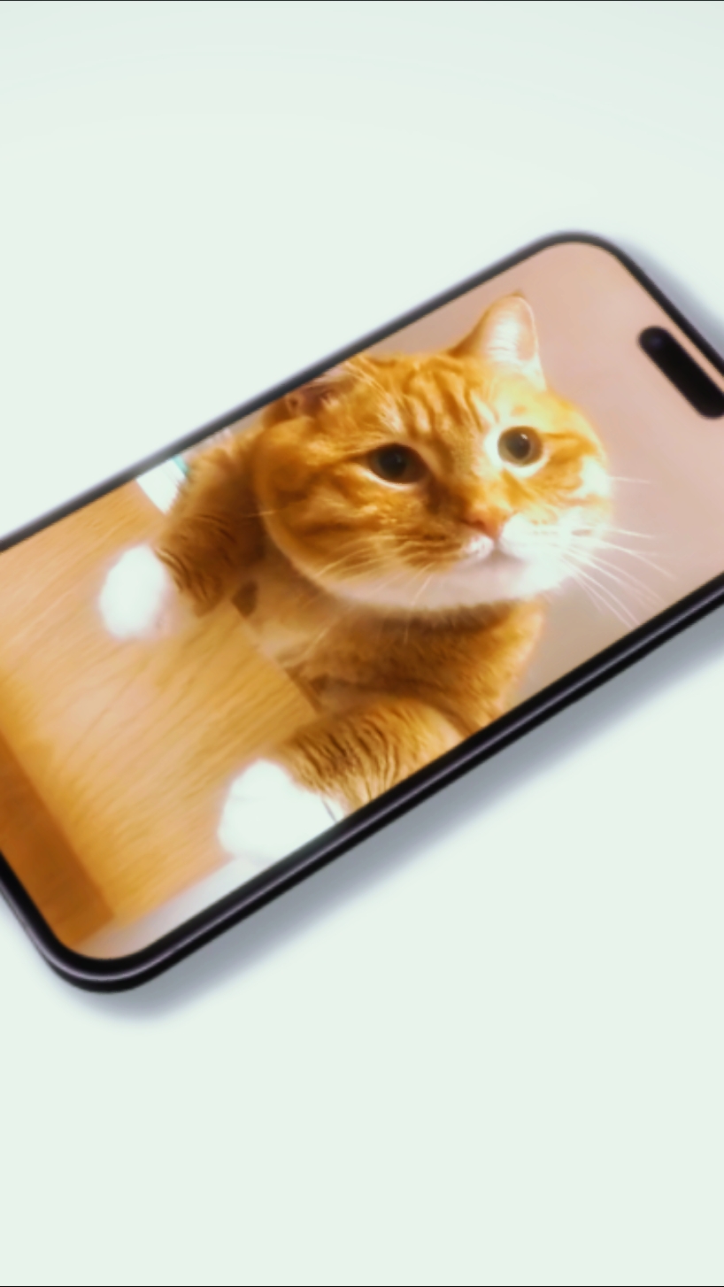 cat day 8 august