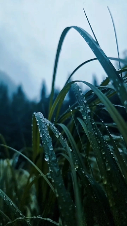 cinematic 13 video 