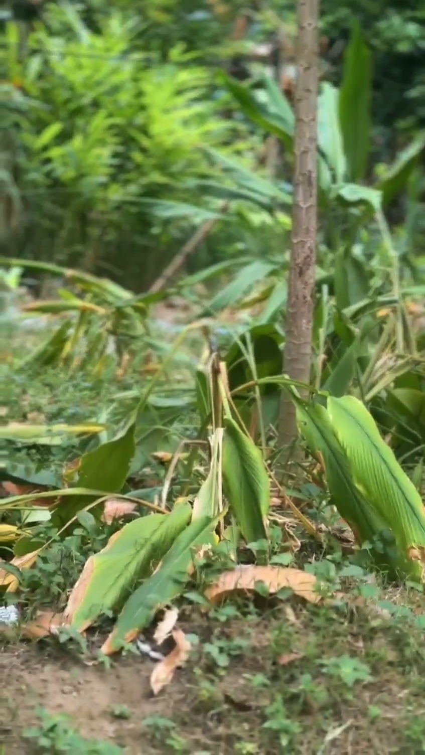 Slowmo mon coeur 