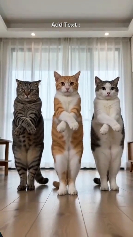 Komik Kedi. 