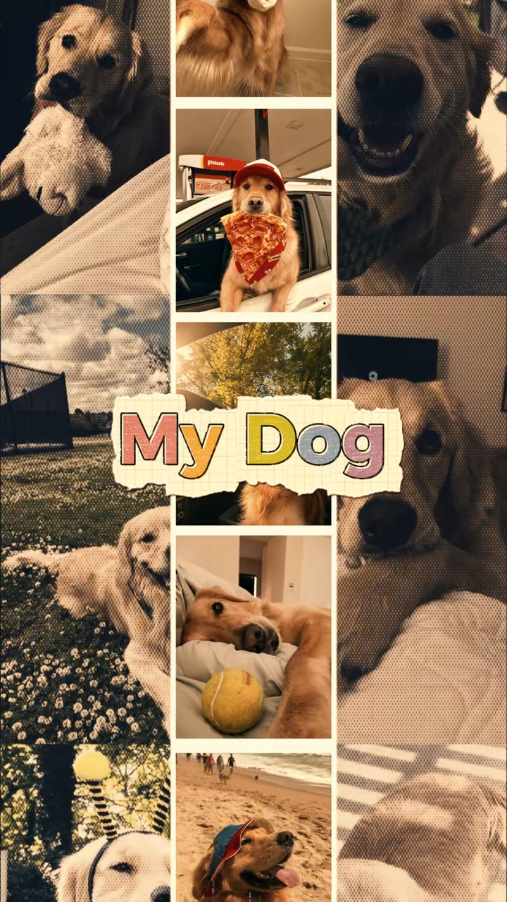  Cute My Dog 