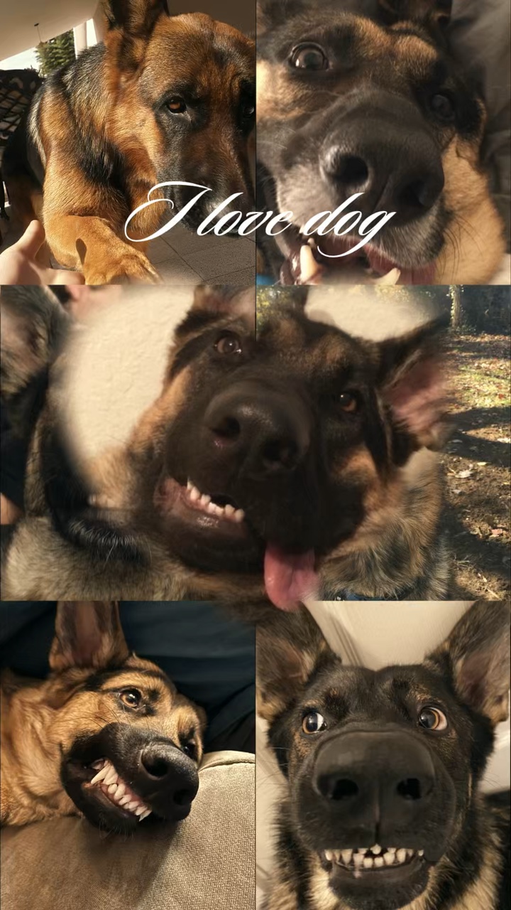 Eu amo cachorro
