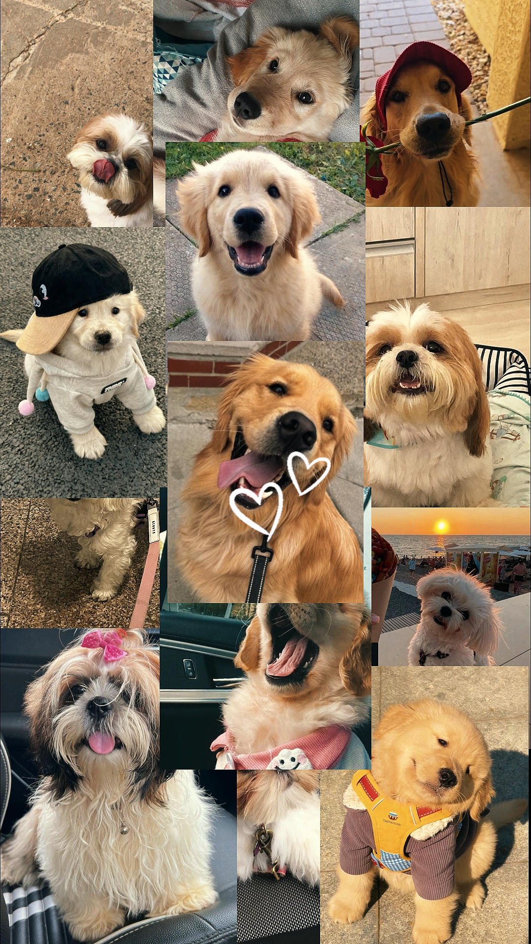 Mejor amigo del perro