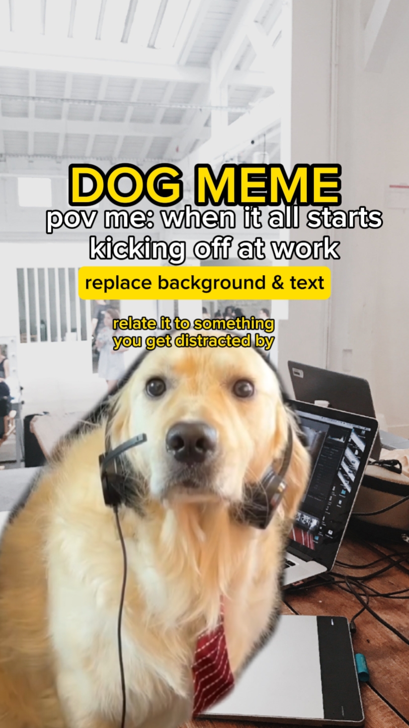 Meme De Cachorro Distraído