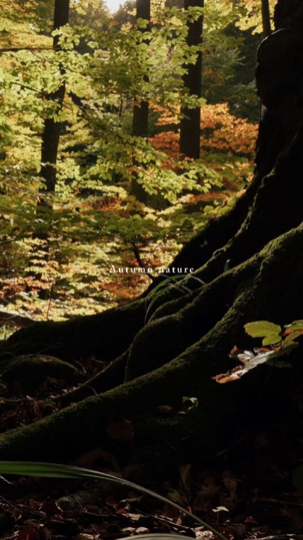 Autumn nature