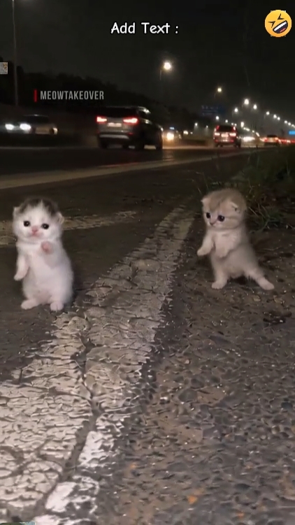 Funny Cat