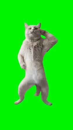 Dancing Cat Meme