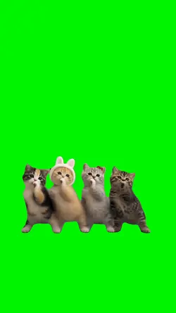 Chanel Kittens