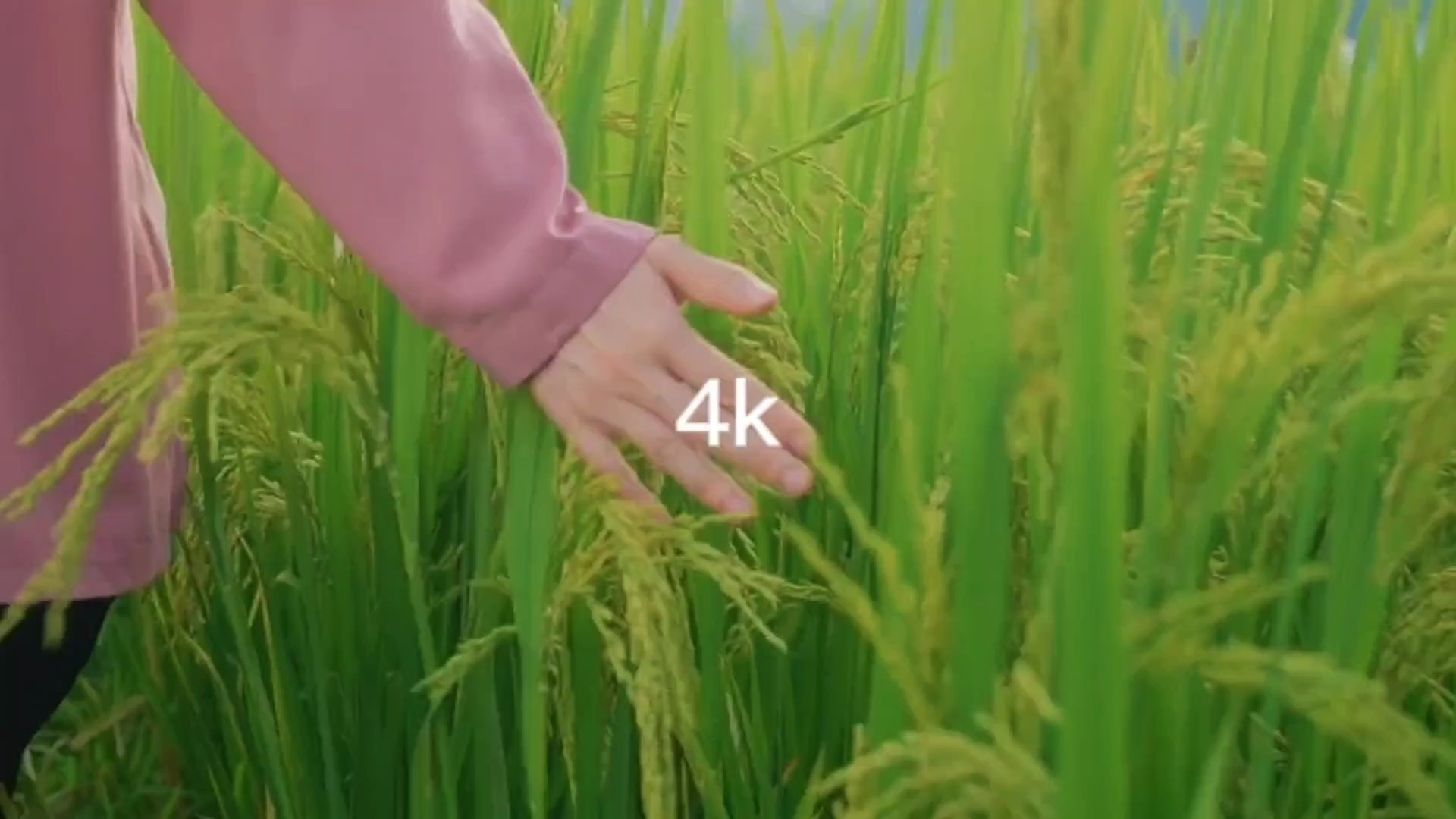 144pvs4k