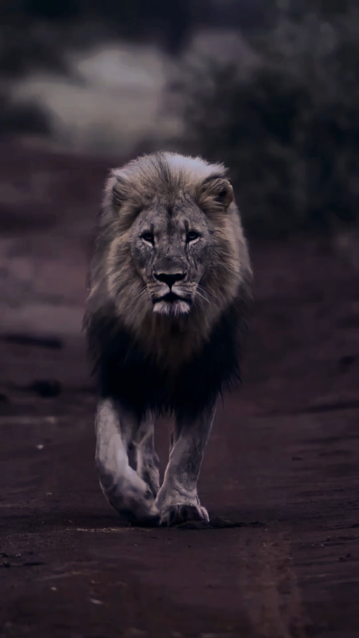 Lion