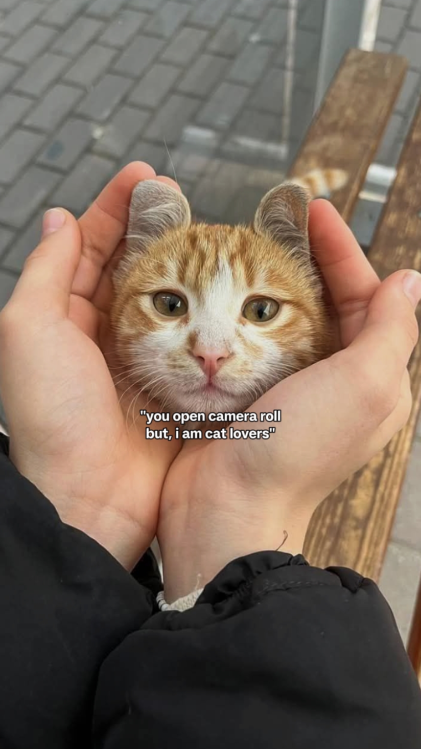 Eu sou amante de gatos
