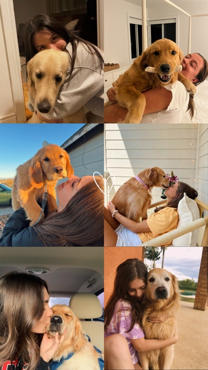 Meus animais de estimação