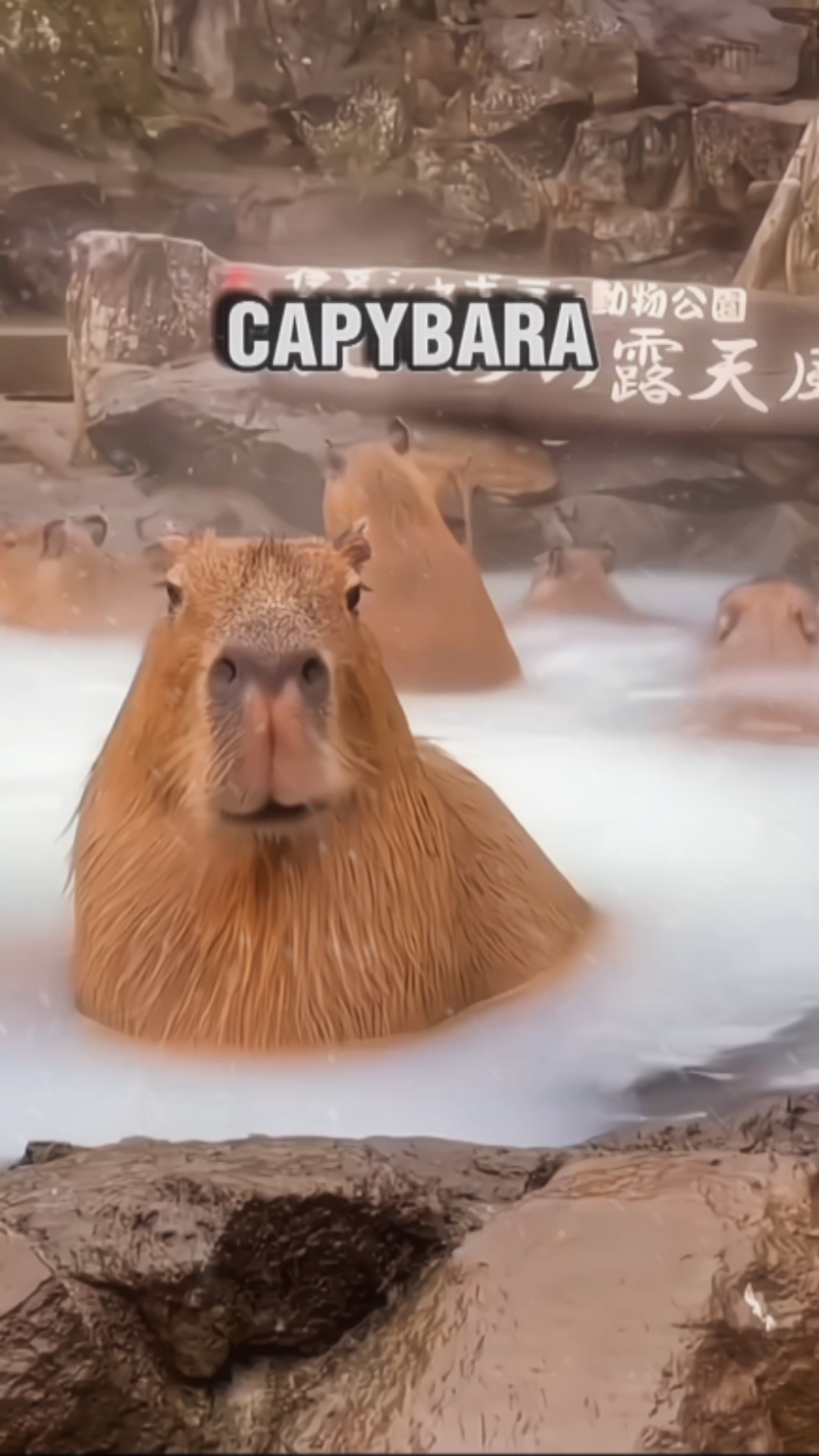 Capibara 