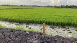 Nhạc Chill Thư Giãn