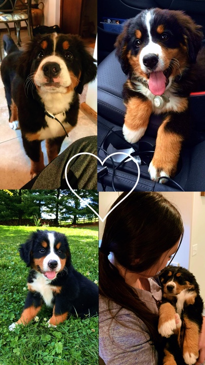 Mein Haustier Collage 