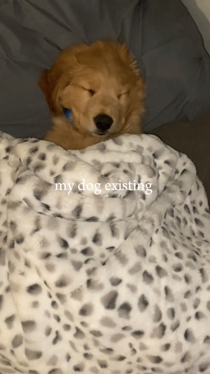 my dog