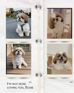dog loss