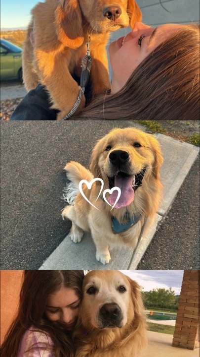 Mis mascotas