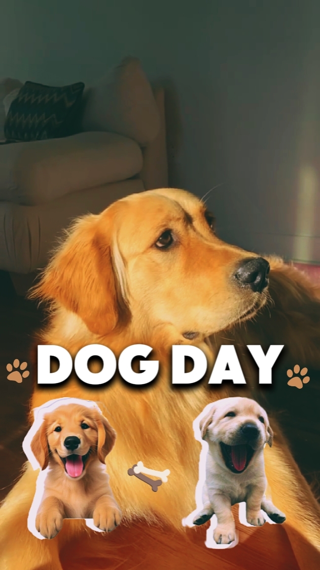 DOG DAY [ HD 8K ]