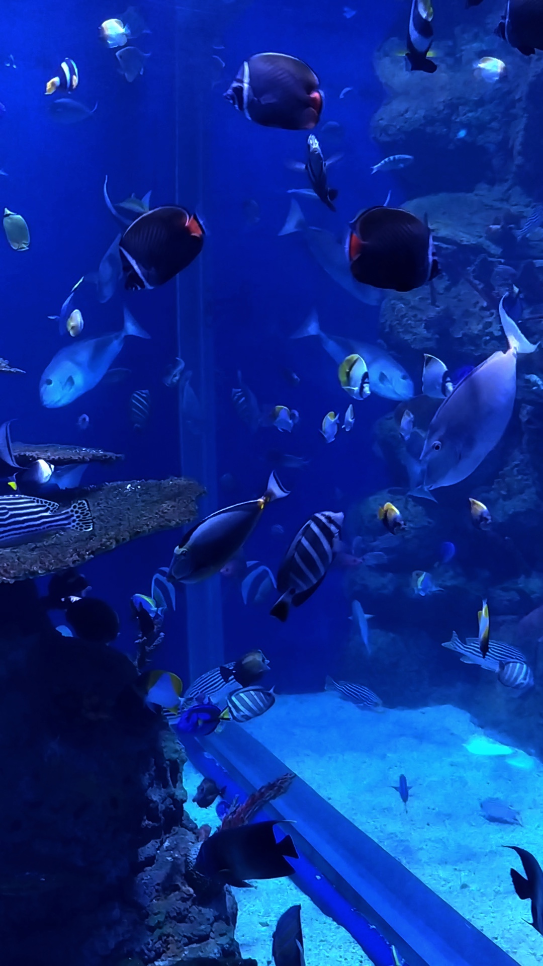 Musée de l'aquarium