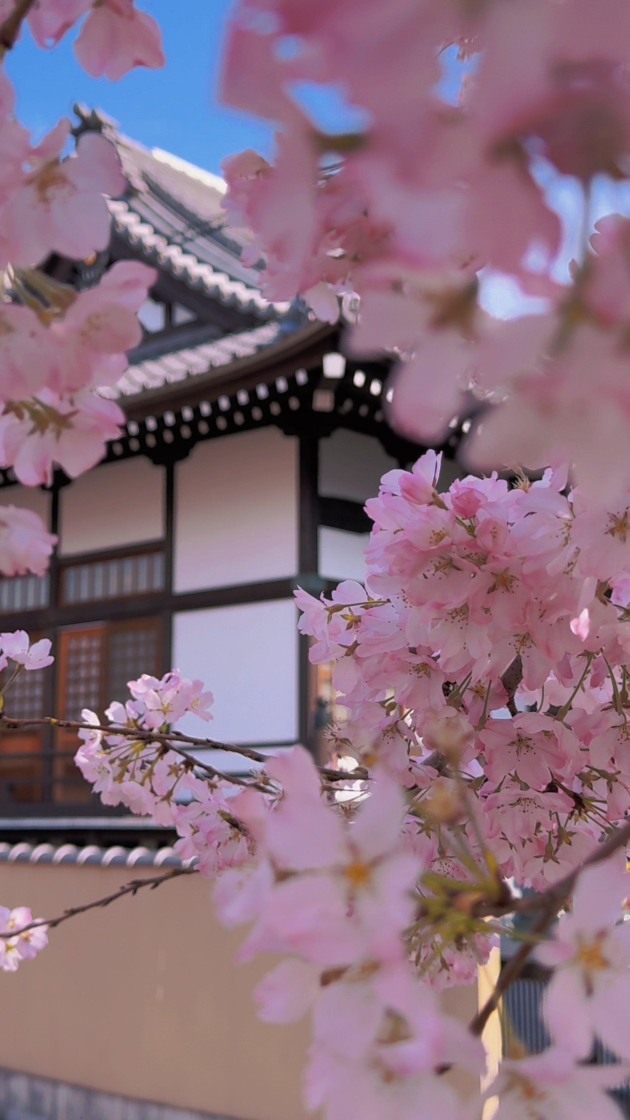 Good bye Sakura